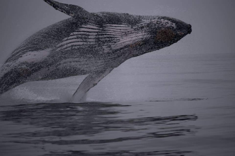 baleia ilhabela