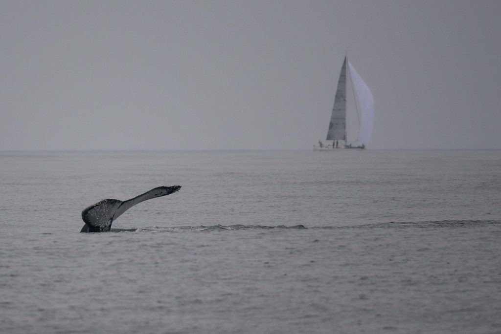 baleias jubarte
