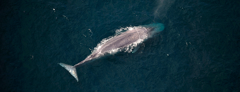 baleia-azul-brasil