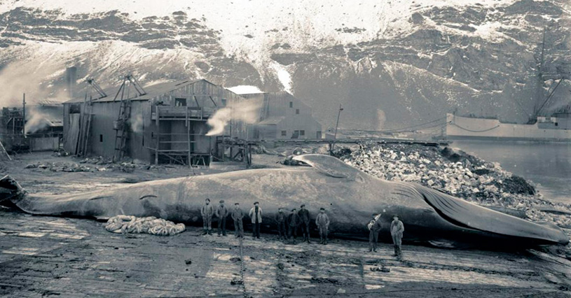 baleia-azul-caça