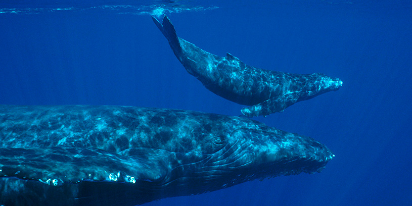 baleia-azul-peso