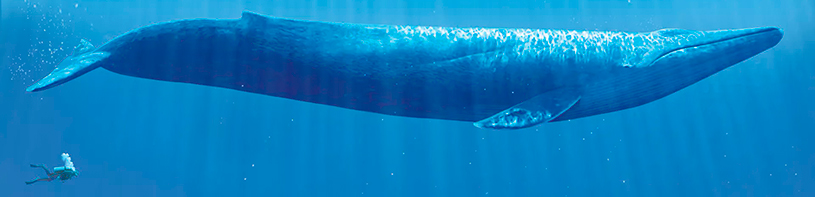 baleia-azul-região
